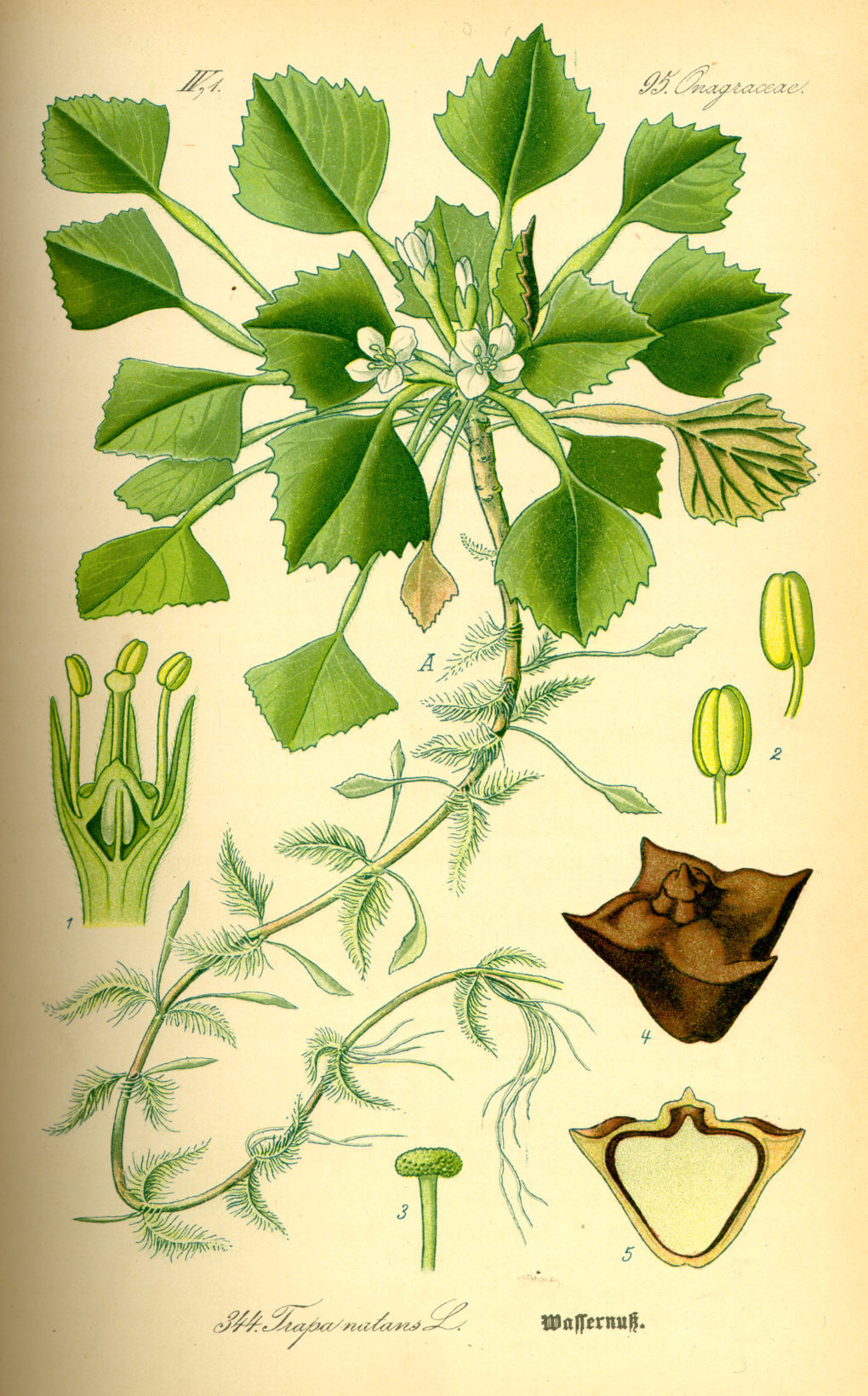 Illustration der Wassernuss (Trapa natans), Prof. Dr. Otto Wilhelm Thomé Flora von Deutschland, Österreich und der Schweiz 1885, Gera, Germany 